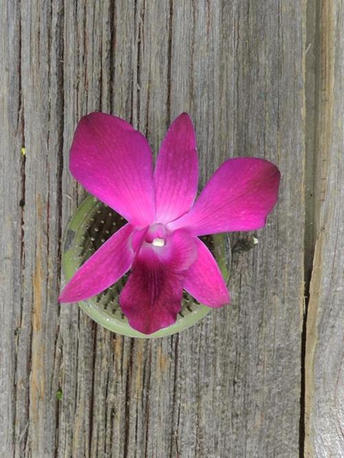 SABINE  PURPLE DENDROBIUM ORCHID